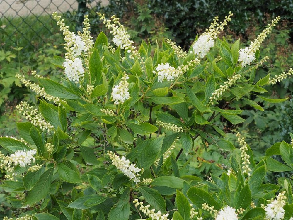 sweet_pepperbush2